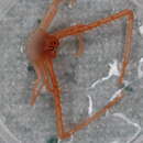 Image of Pseudomunida fragilis Haig 1979