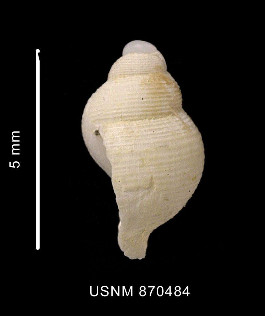 Image of Falsitromina simplex (Powell 1951)