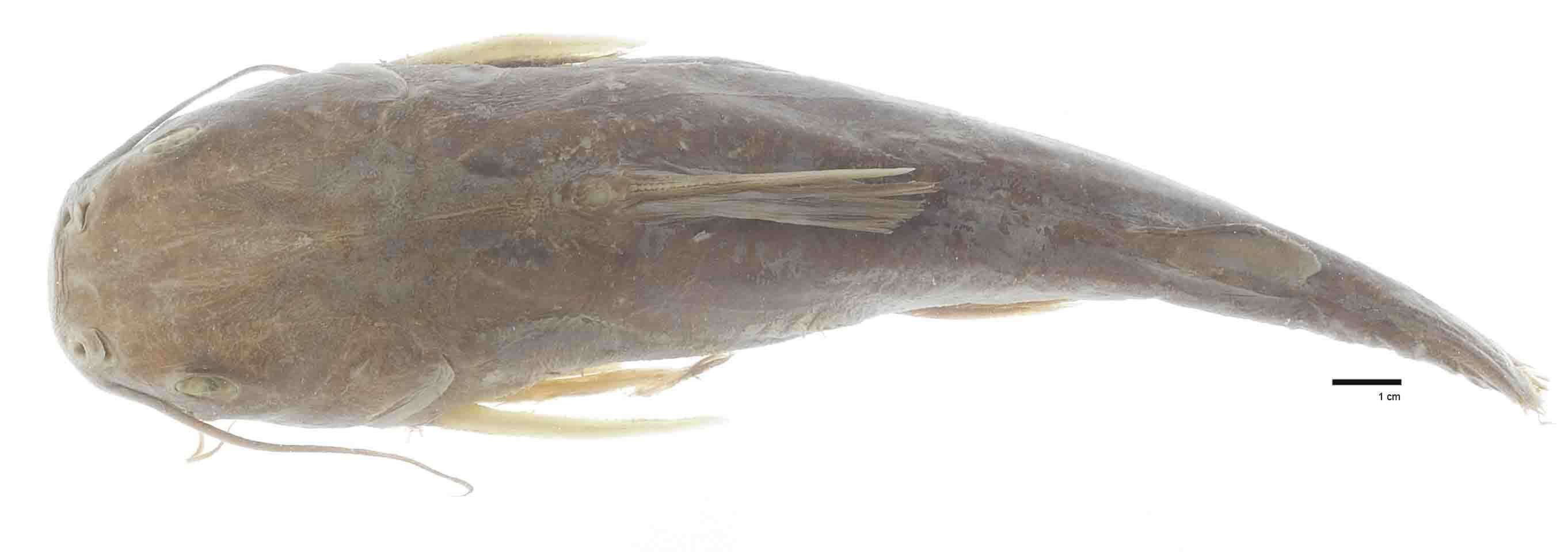 Image of Sculptured sea catfish