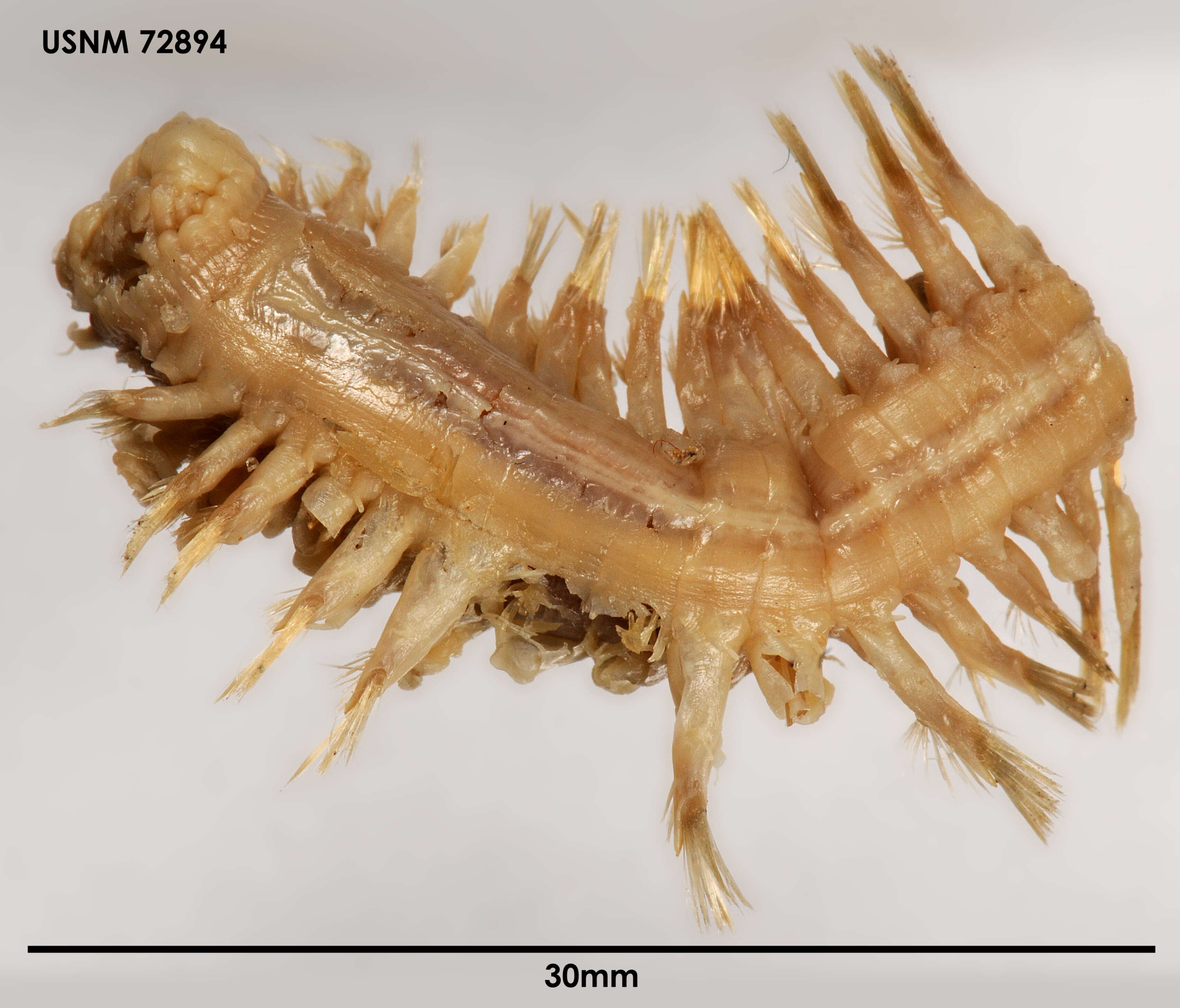 Image of Eucranta mollis (McIntosh 1876)