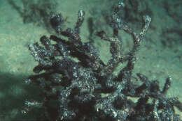 Image of Digenea simplex