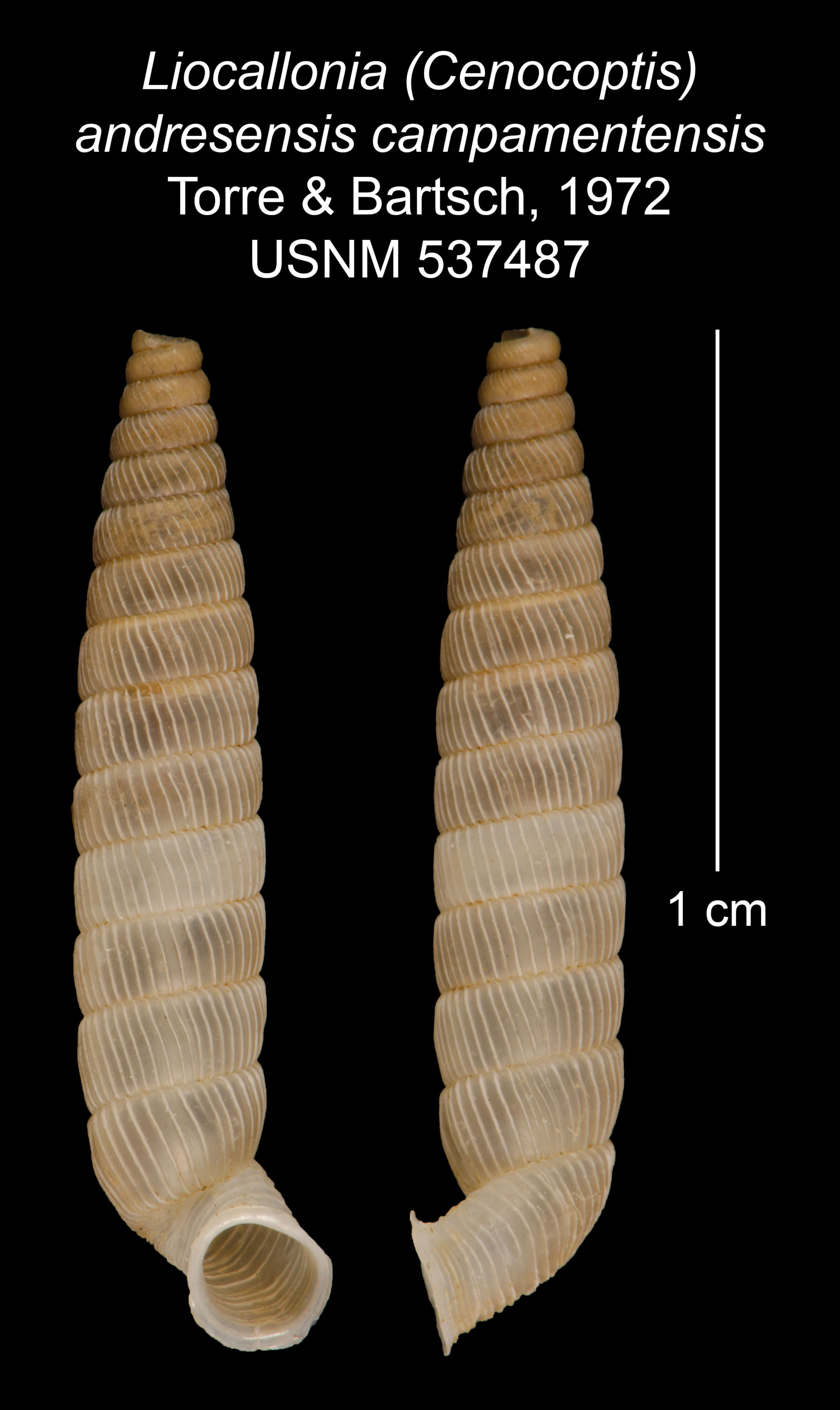 Plancia ëd Liocallonia andresensis campamentensis C. Torre & Bartsch 1972