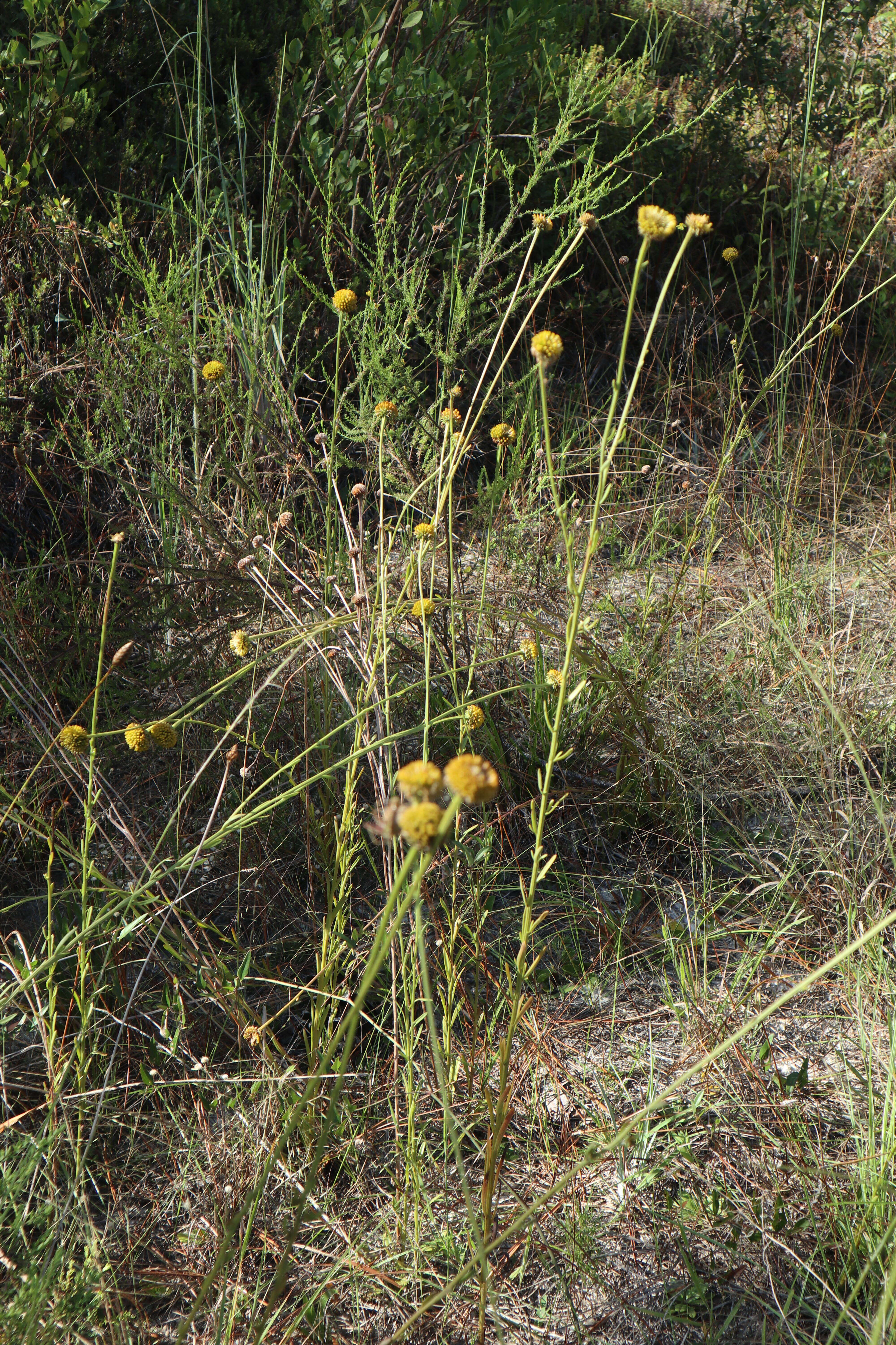 Image of oneflower honeycombhead