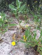 Image of hairy gumweed