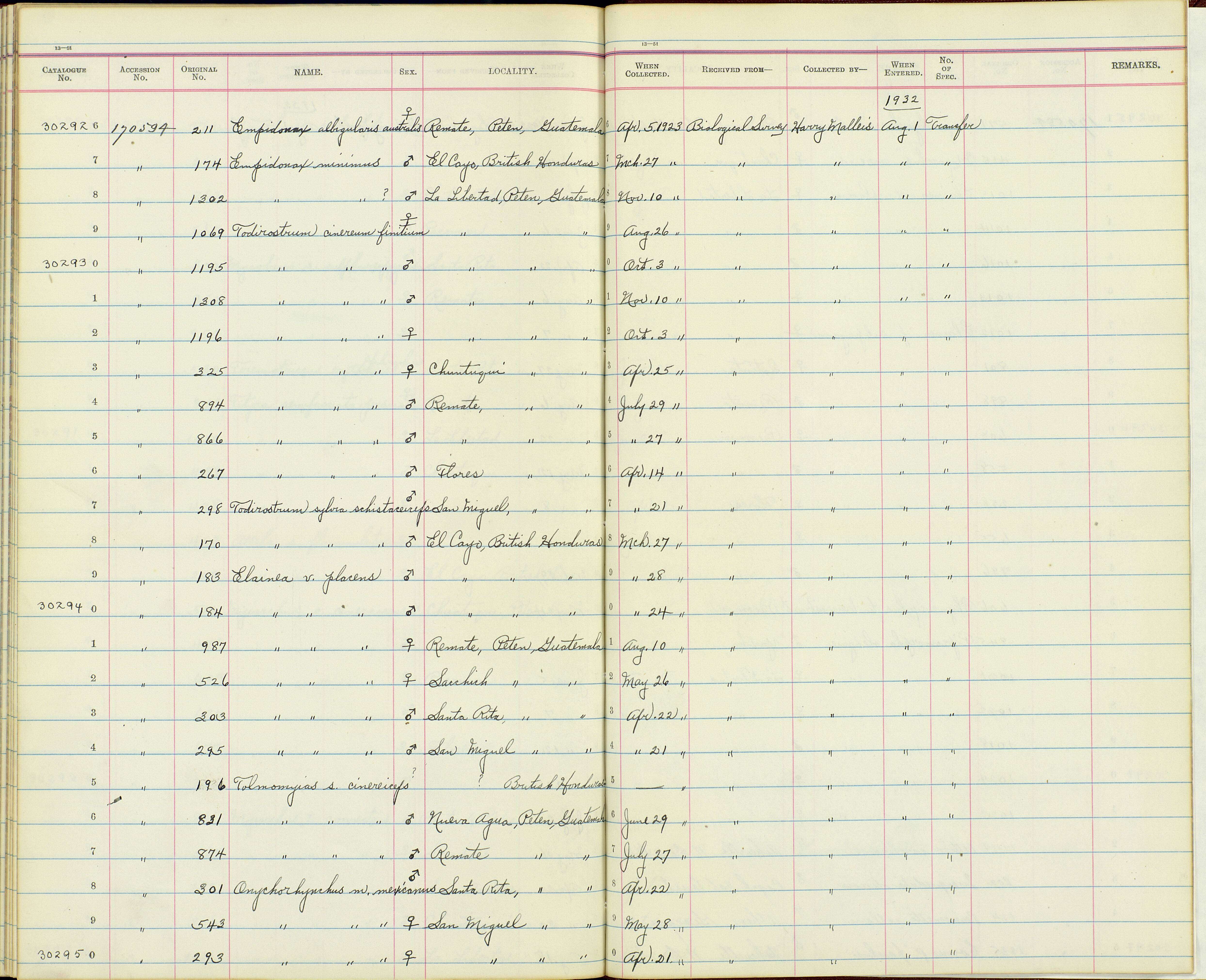 Image of Todirostrum cinereum finitimum Bangs 1904