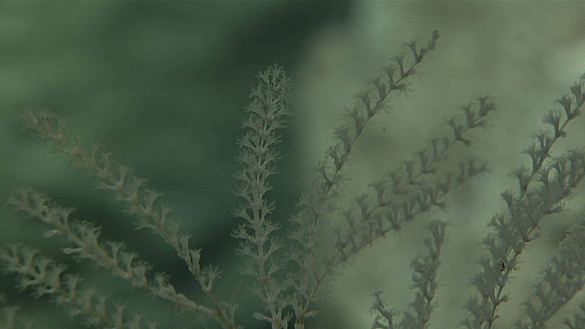 Image of Paracalyptrophora spiralis Cairns 2018