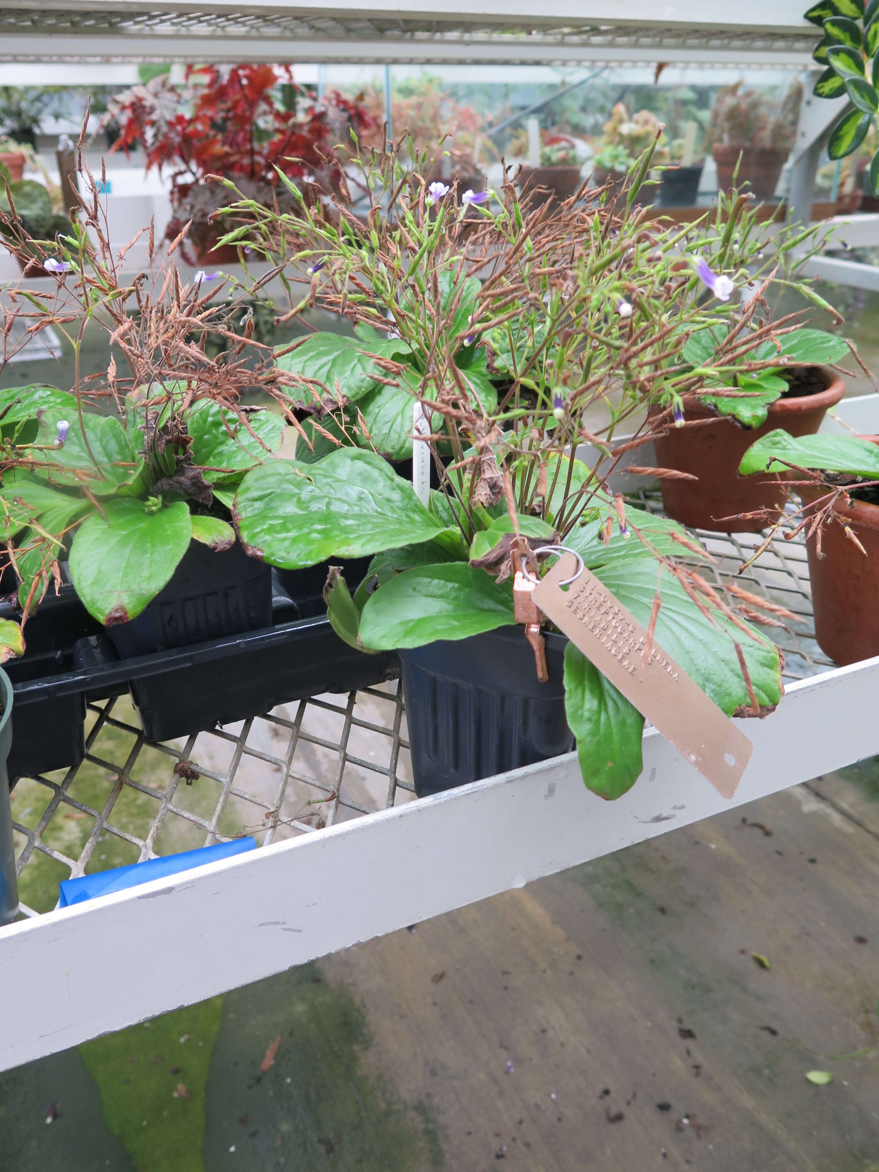 Image of Streptocarpus variabilis Humbert