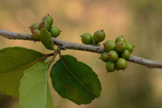 Image of Xylosma venosum N. E. Brown