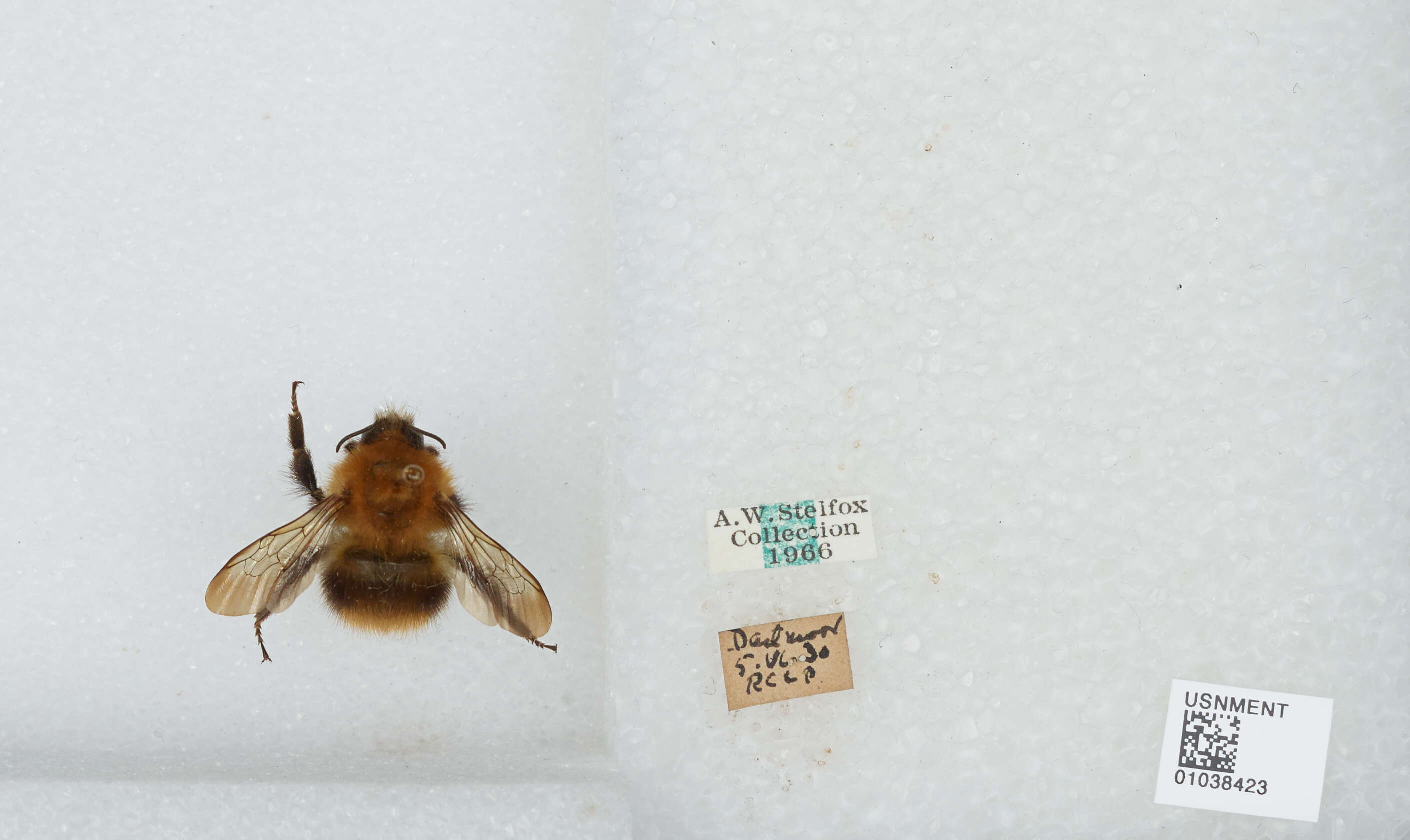 Image of Common carder bumblebee