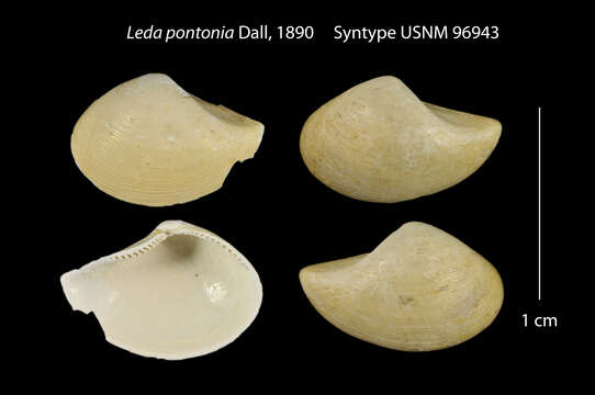 Image of Saccella pontonia (Dall 1890)