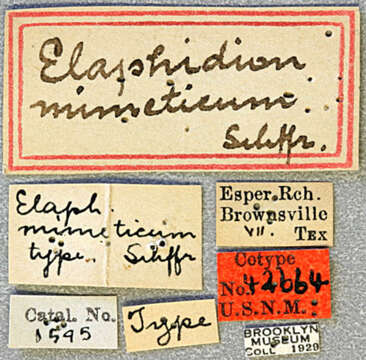Image of Elaphidion mimeticum Schaeffer 1905