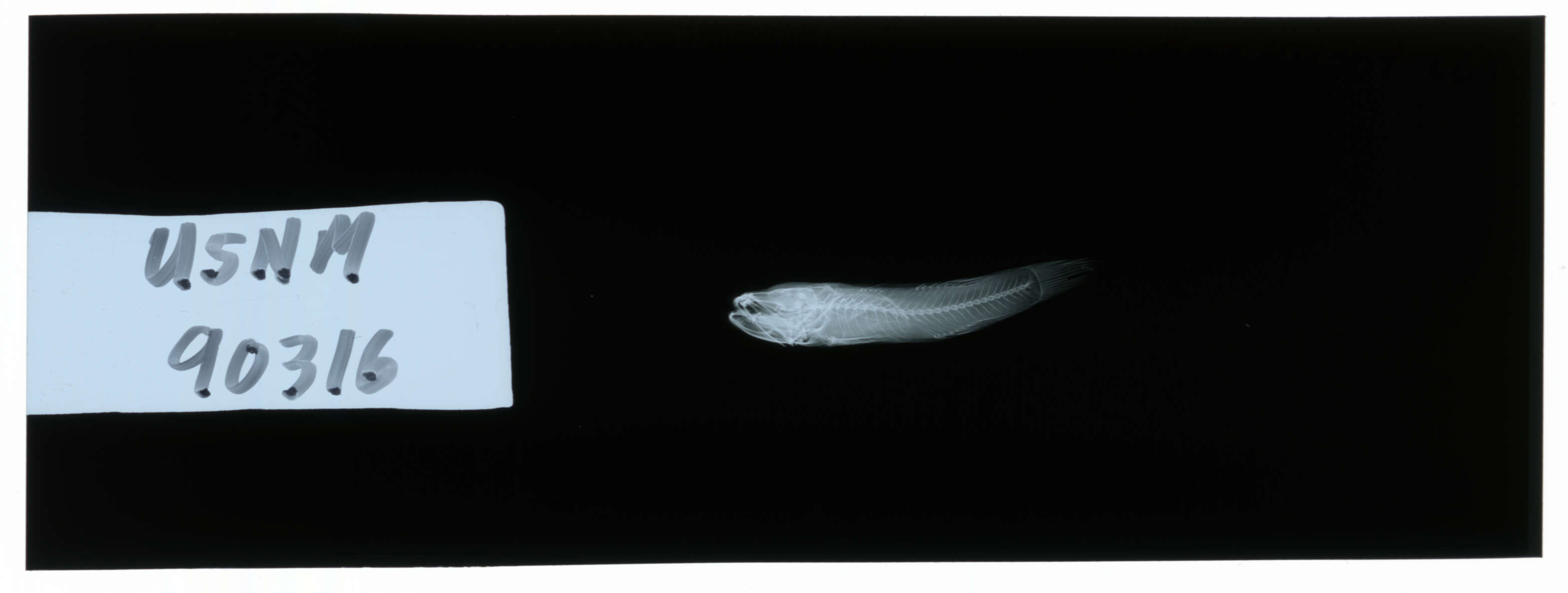 Image of Eugnathogobius microps Smith 1931