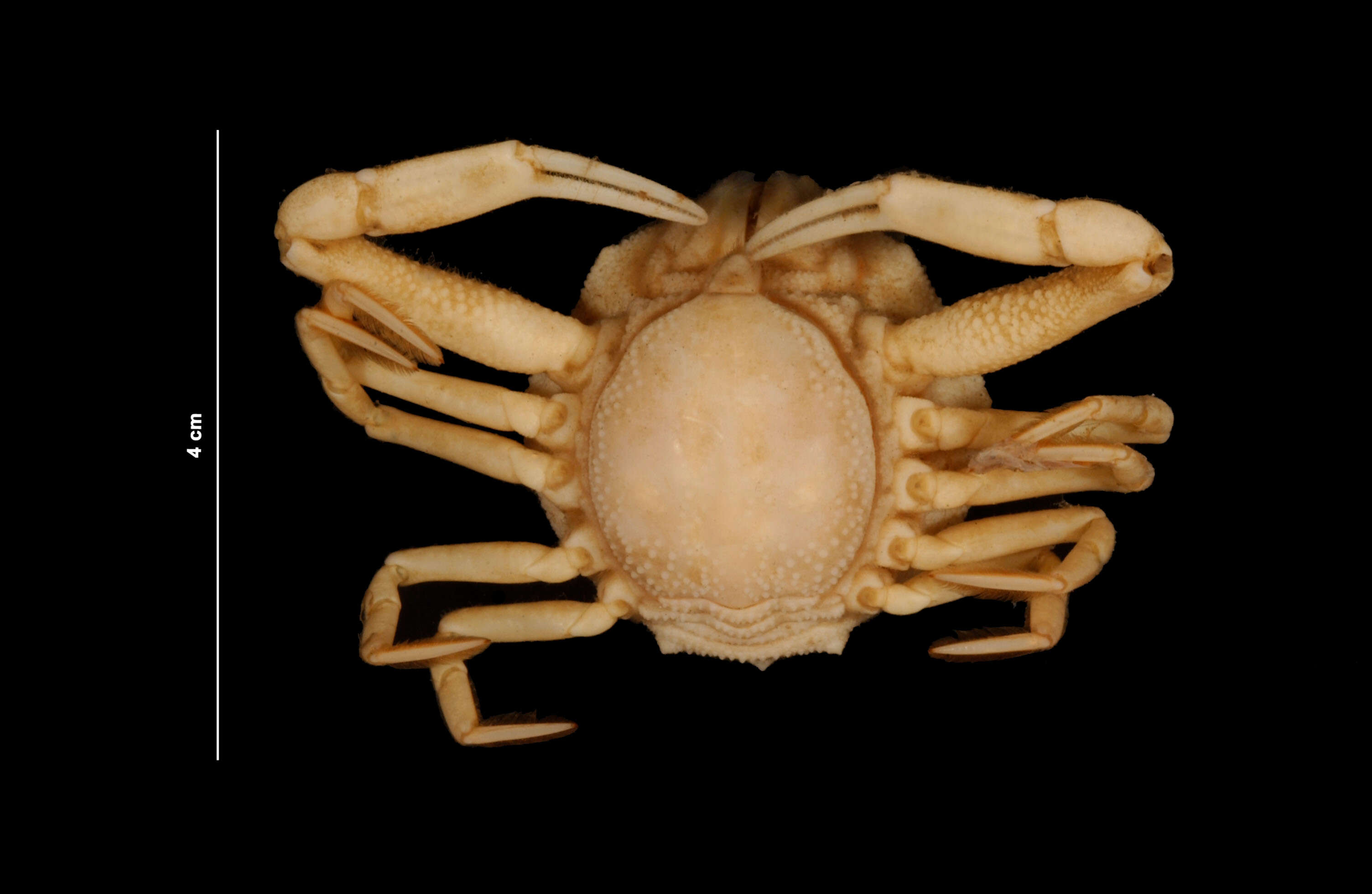 Image of pink purse crab
