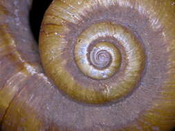 Rhiostoma smithi Bartsch 1932 resmi