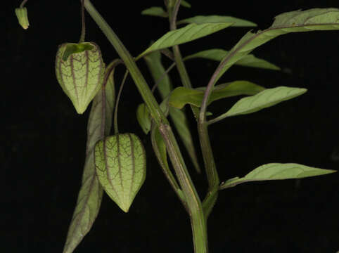 Image of cutleaf groundcherry