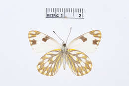 Image of Pontia helice (Linnaeus 1764)