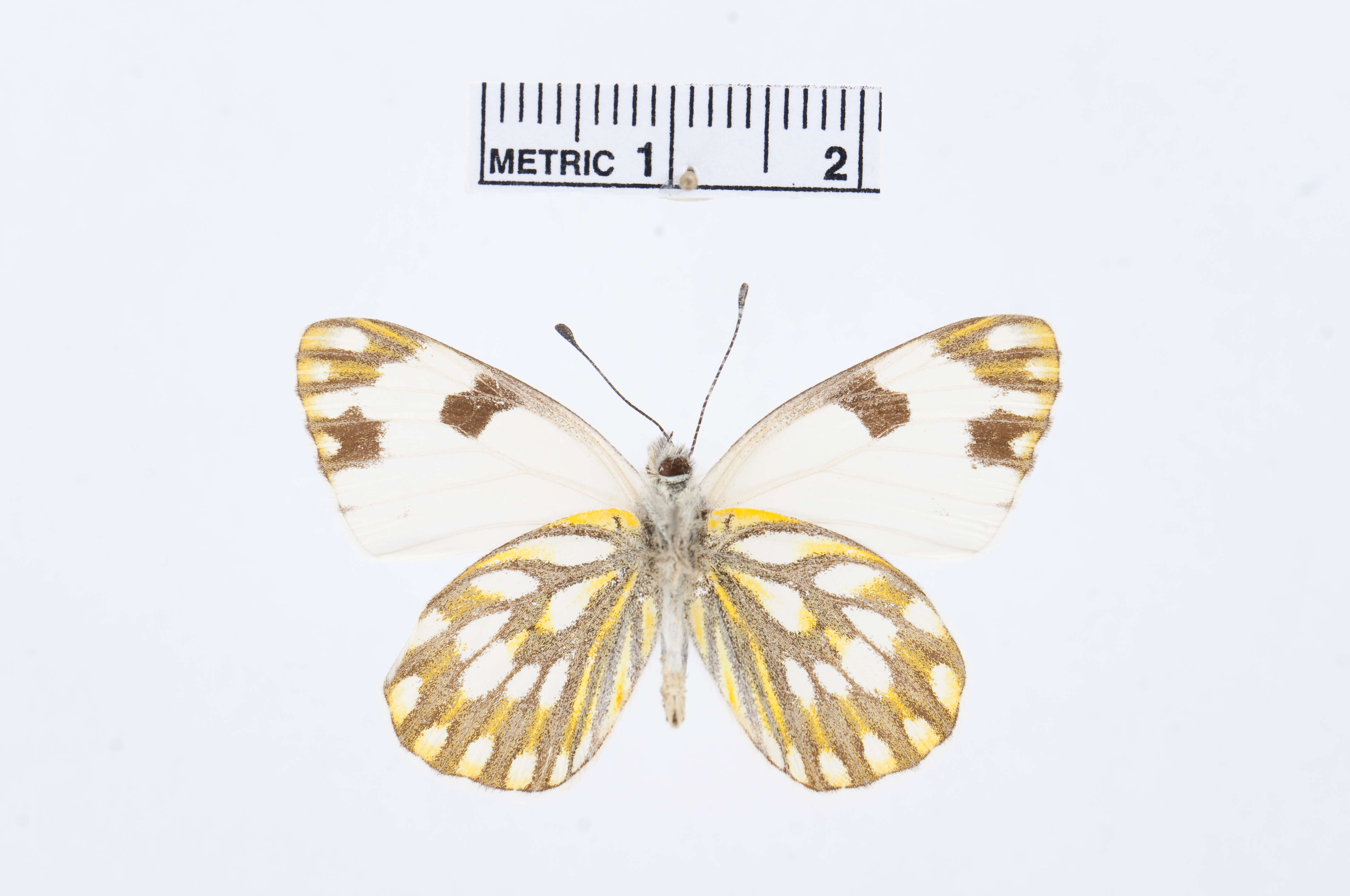 Image of Pontia helice (Linnaeus 1764)