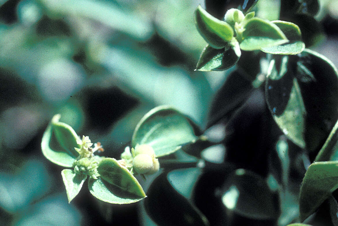 Image of bluntleaf silverbush