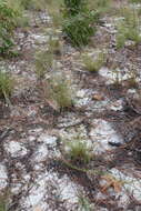 Image of pineywoods dropseed