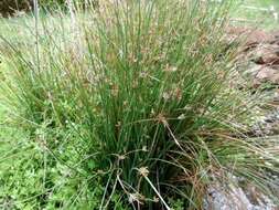 Image of Smooth Flatsedge