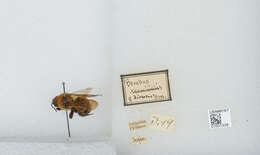 Imagem de Bombus diversus Smith 1869