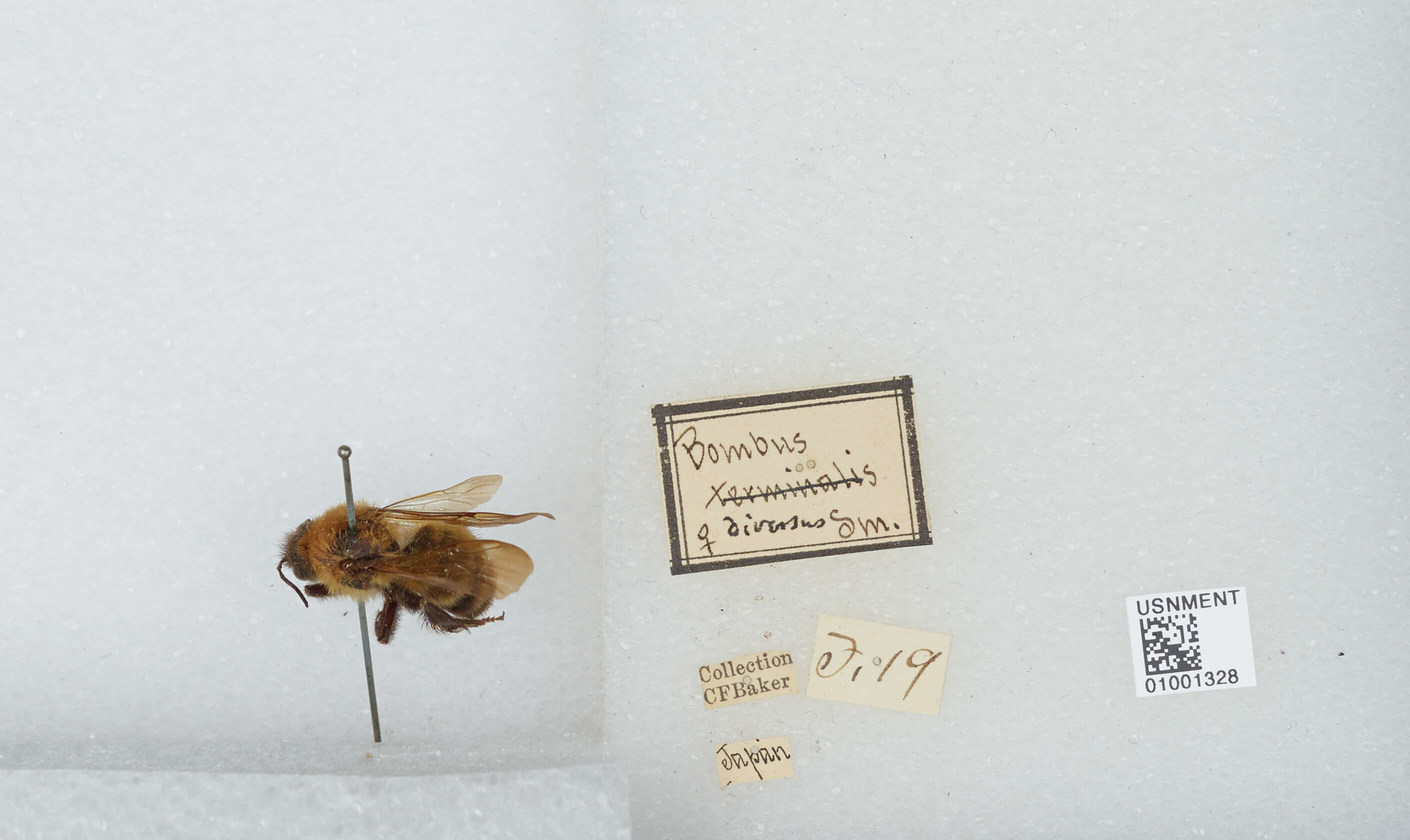 Imagem de Bombus diversus Smith 1869