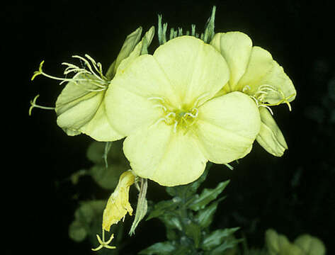 Image of redsepal evening primrose