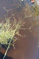 Image of Long-Beak Beak Sedge