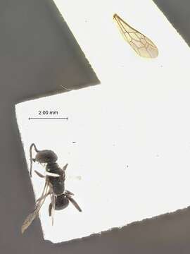 Image of Dolichurus clypealis Tsuneki ex Tsuneki et al. 1992
