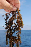 Слика од Sargassum C. Agardh 1820