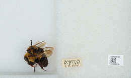 Image of Common Eastern Bumblebee