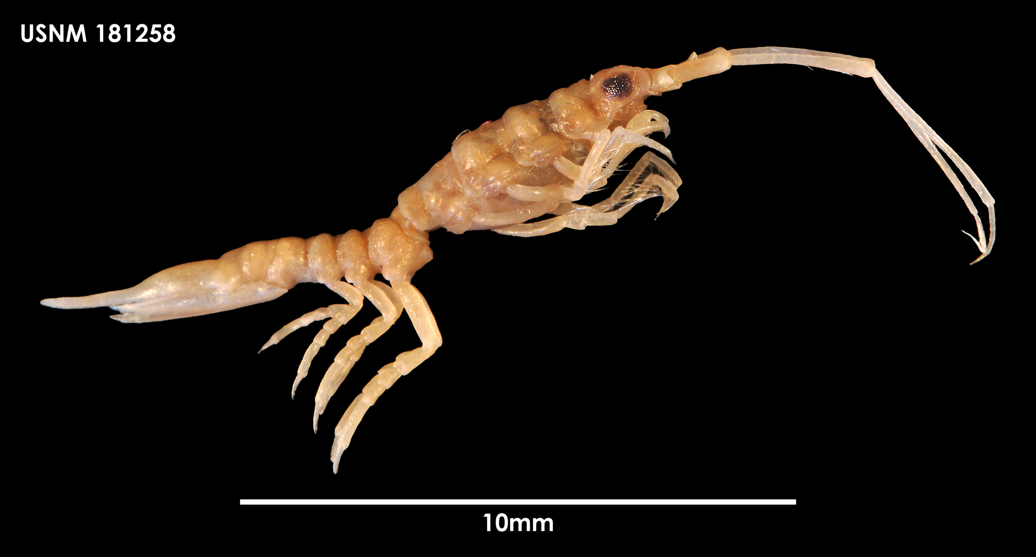 Image of Cylindrarcturus elongatus Schultz 1981