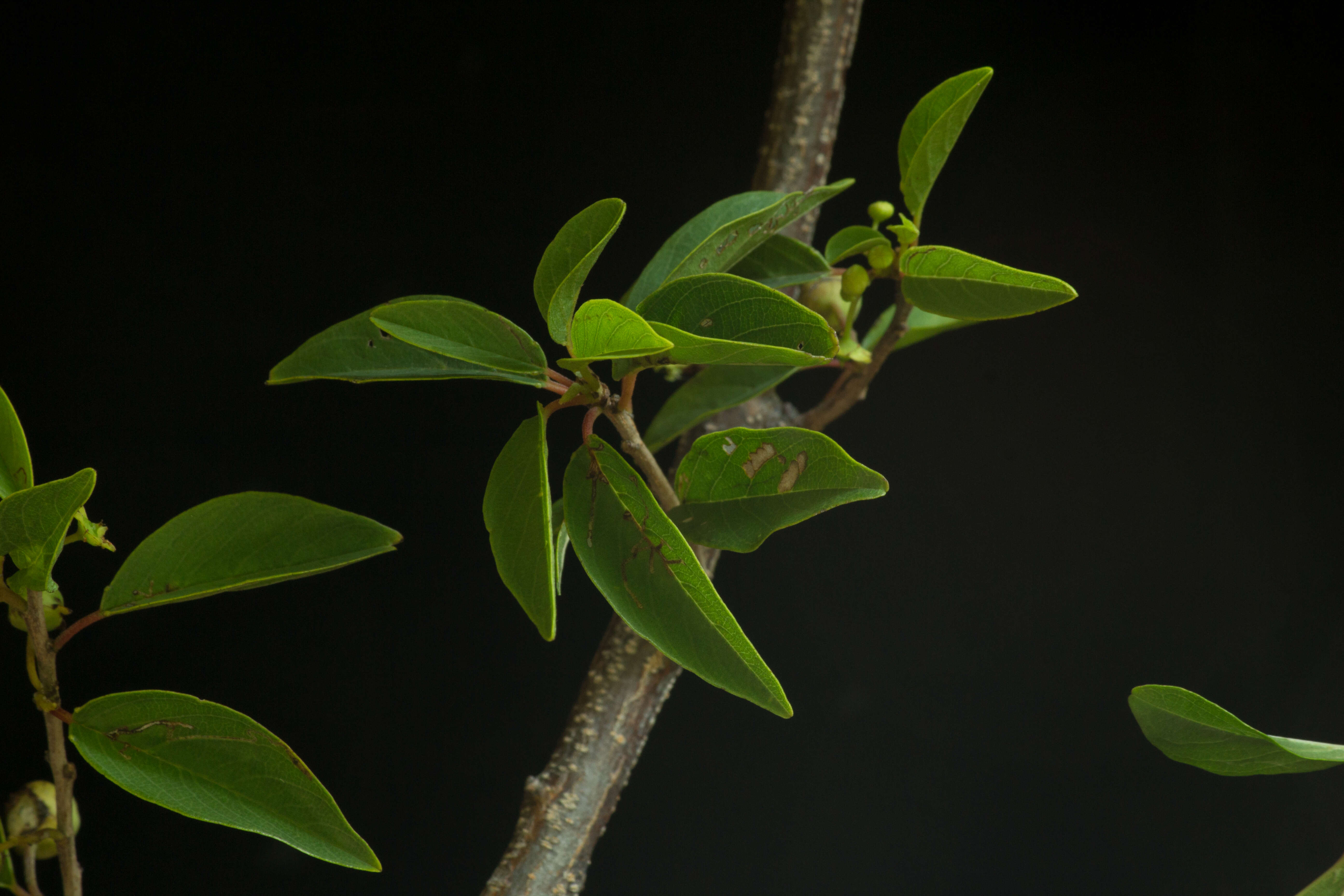 Image de Colubrina elliptica (Sw.) Briz. & W. L. Stern