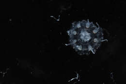 Image of crown jellyfish