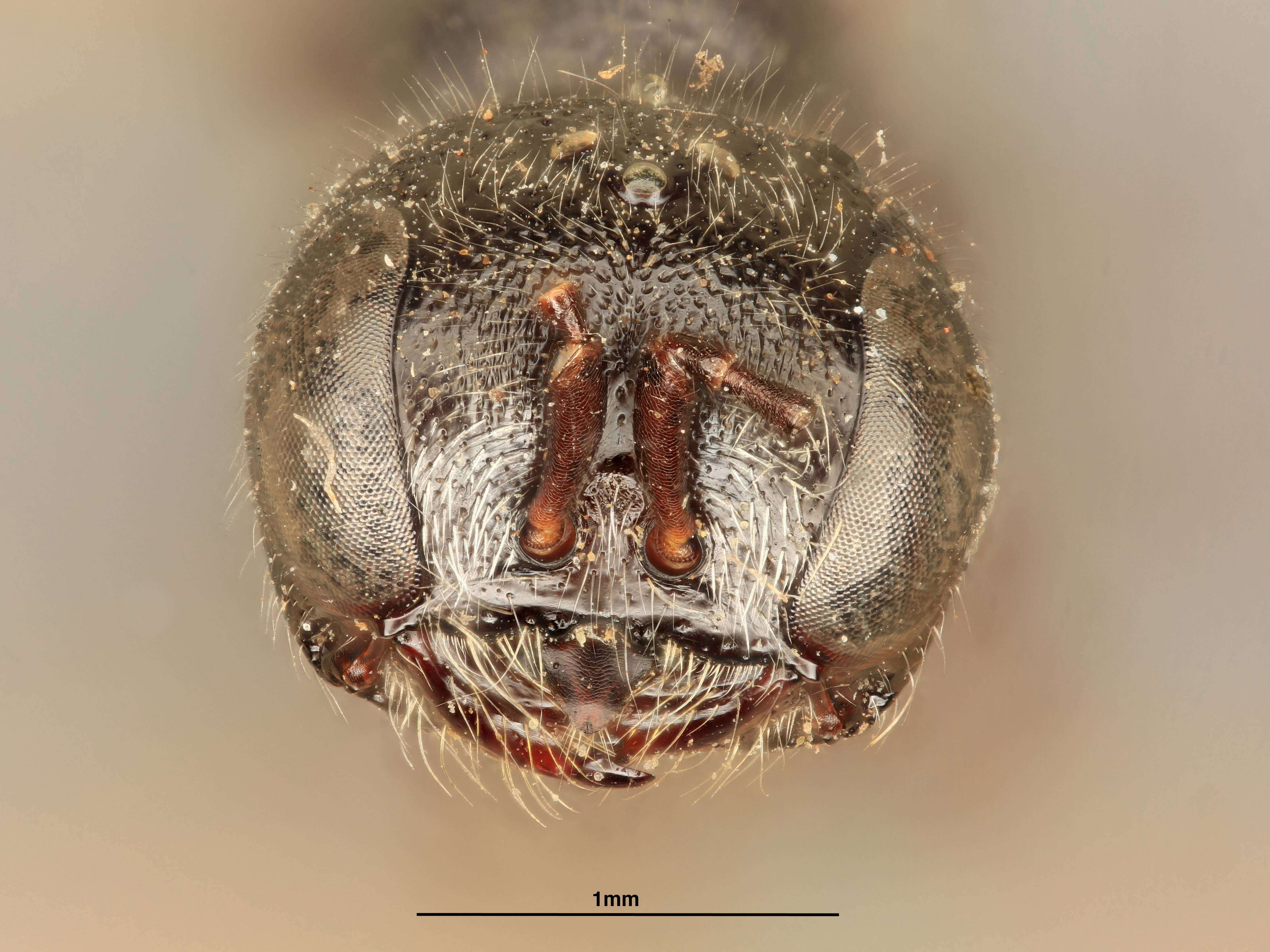 Image of Pemphredon rugifer (Dahlbom 1844)