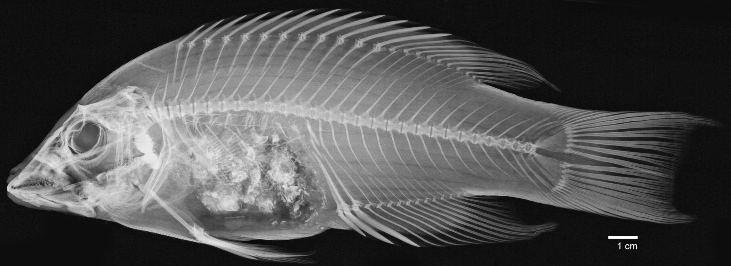 Imagem de Bodianus diplotaenia (Gill 1862)