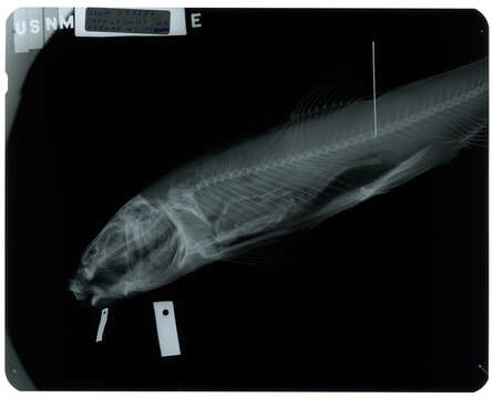 Image of Catostomus arenarius