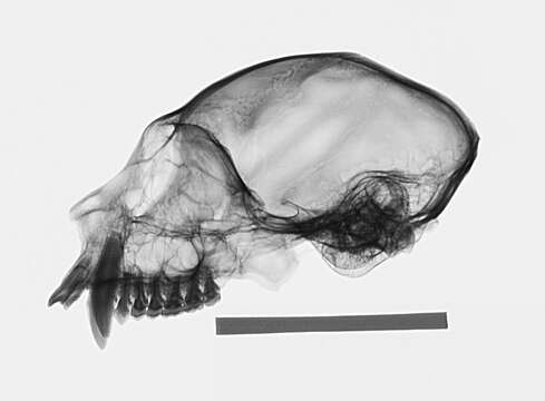 Image of White-faced Saki