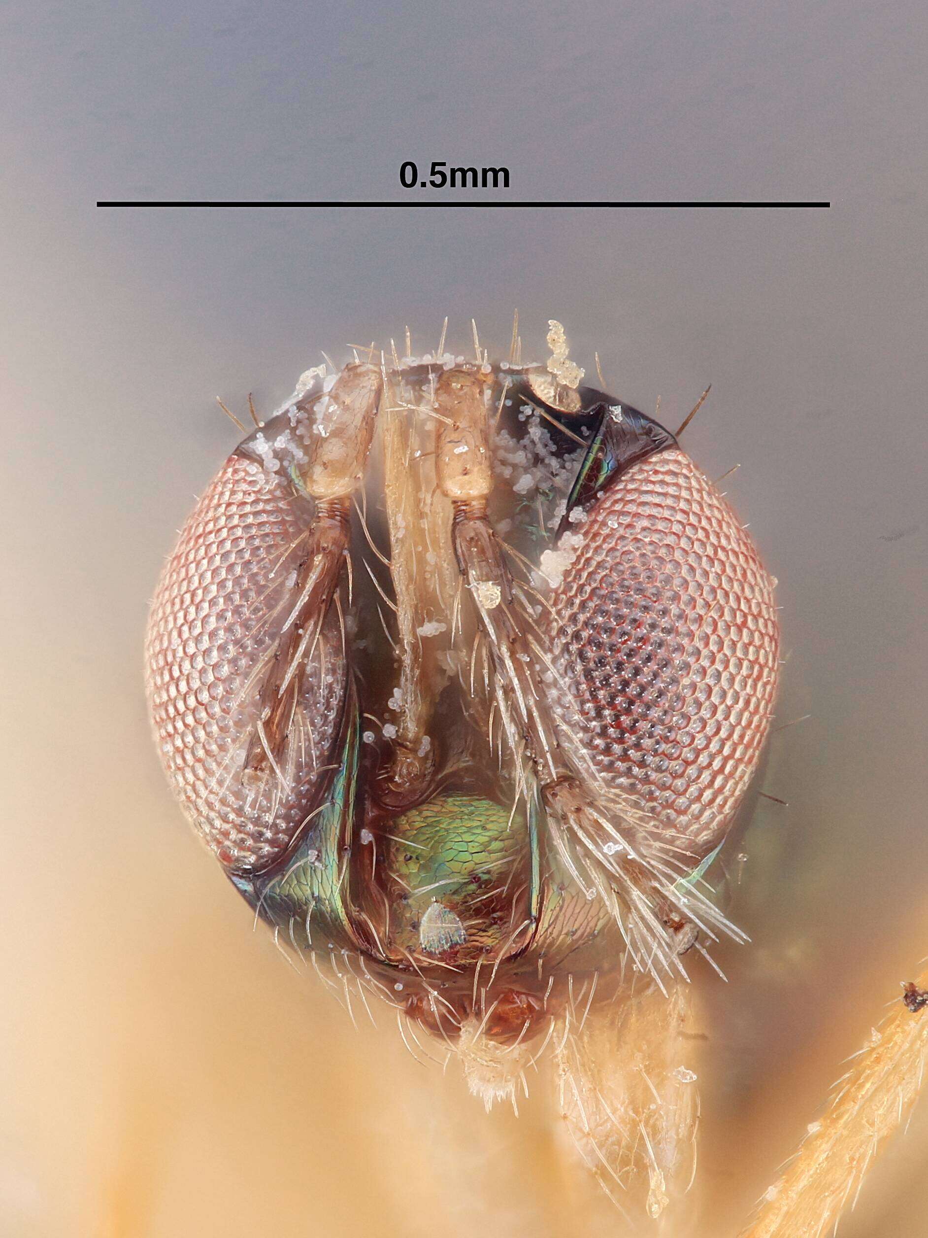 Image of Tetrastichus palauensis Yoshimoto & Ishii 1965