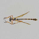 Image of Euscelidia pulchra Dikow 2003