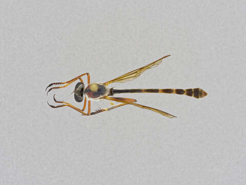 Image of Euscelidia pulchra Dikow 2003