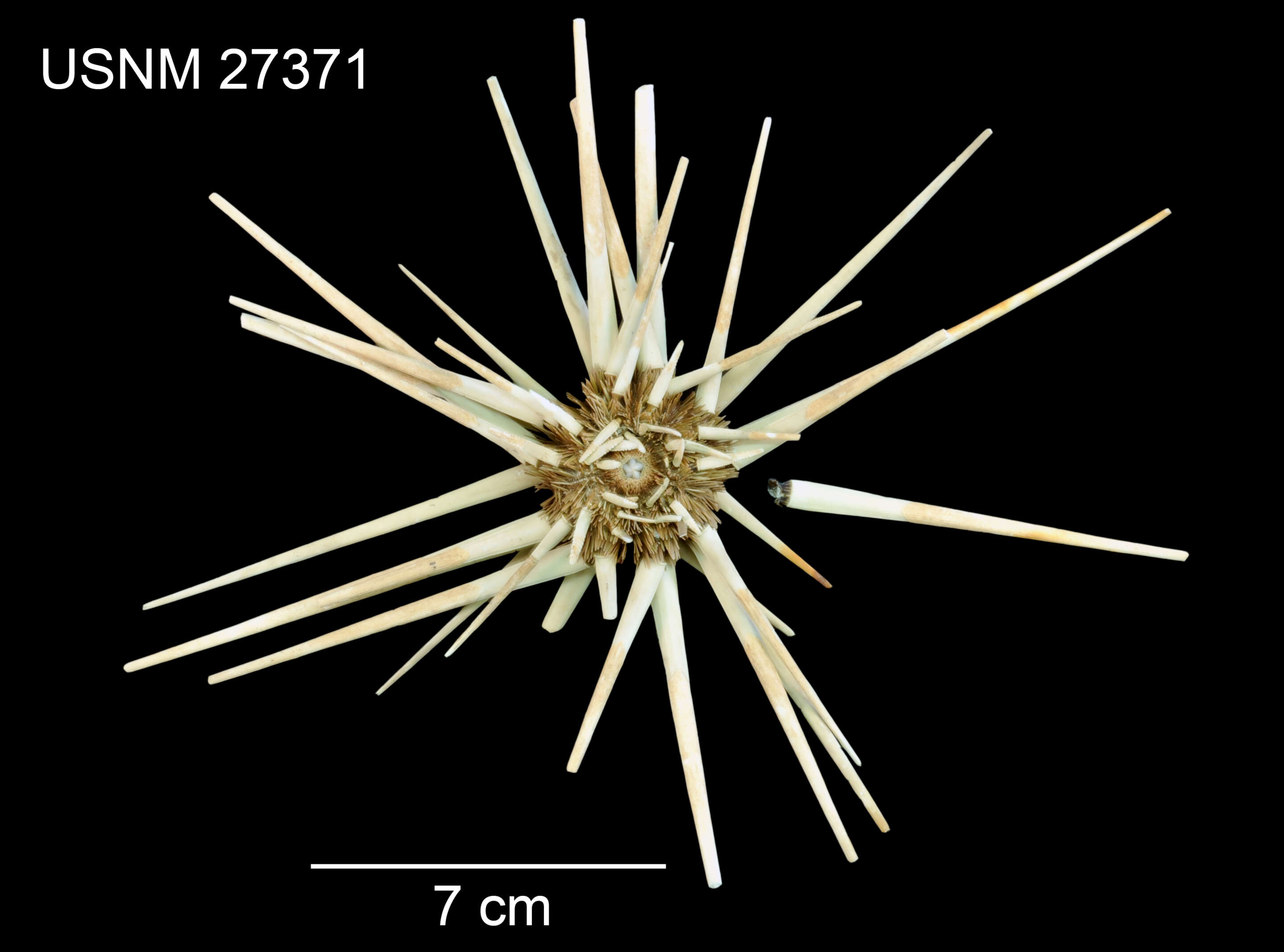 Image of Acanthocidaris hastigera A. Agassiz & H. L. Clark 1907