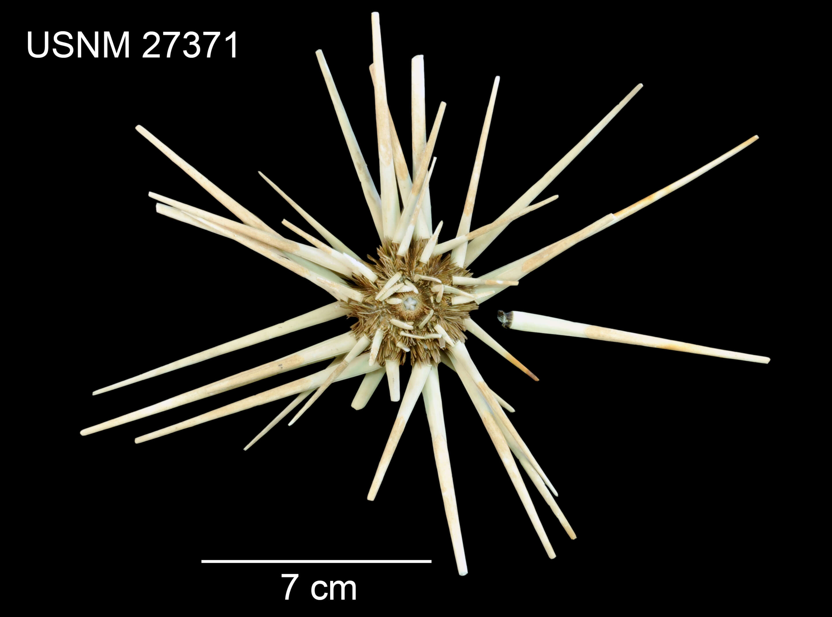 Image de Acanthocidaris hastigera A. Agassiz & H. L. Clark 1907