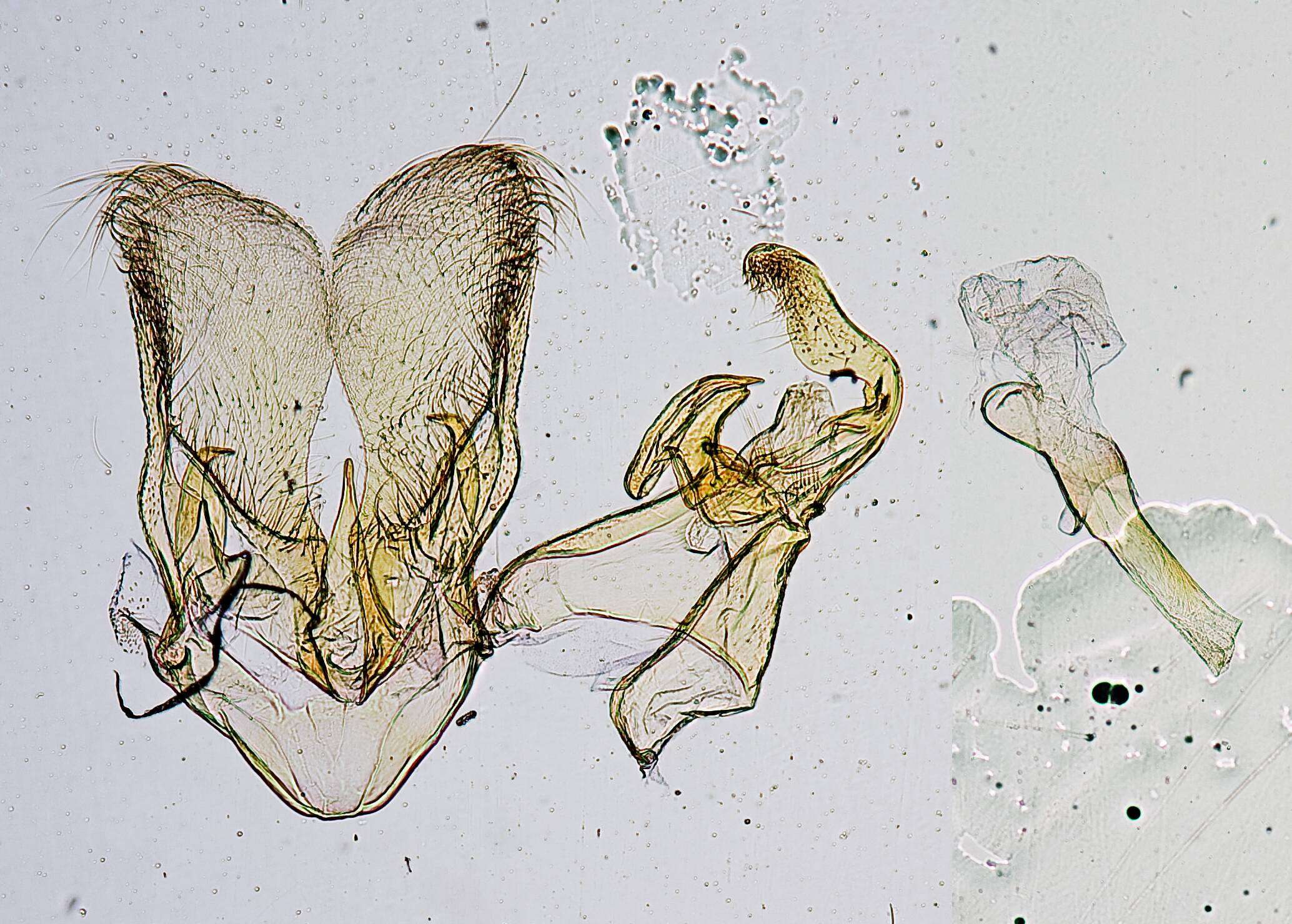 Image of Argyria tingurialis Dyar