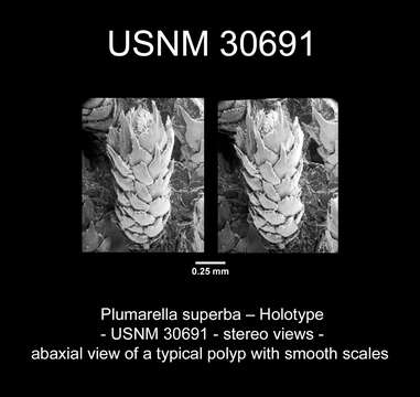 Image of <i>Primnodendron superbum</i> Nutting 1912