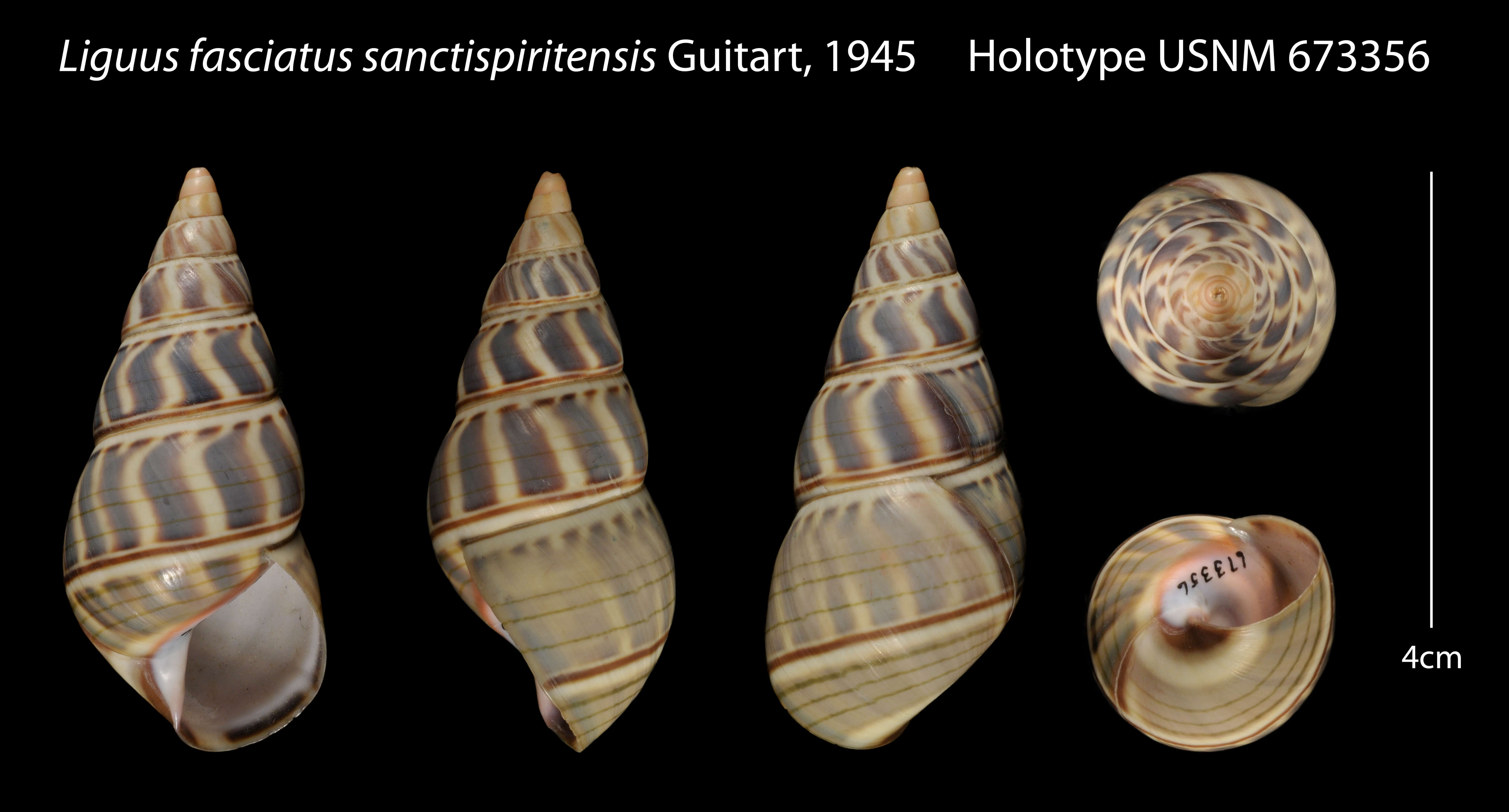 Liguus fasciatus (O. F. Müller 1774) resmi