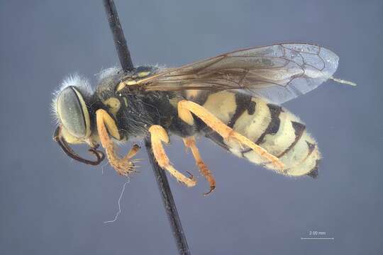 Image of Bembix nubilipennis Cresson 1873