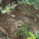 Image of Martensia flabelliformis