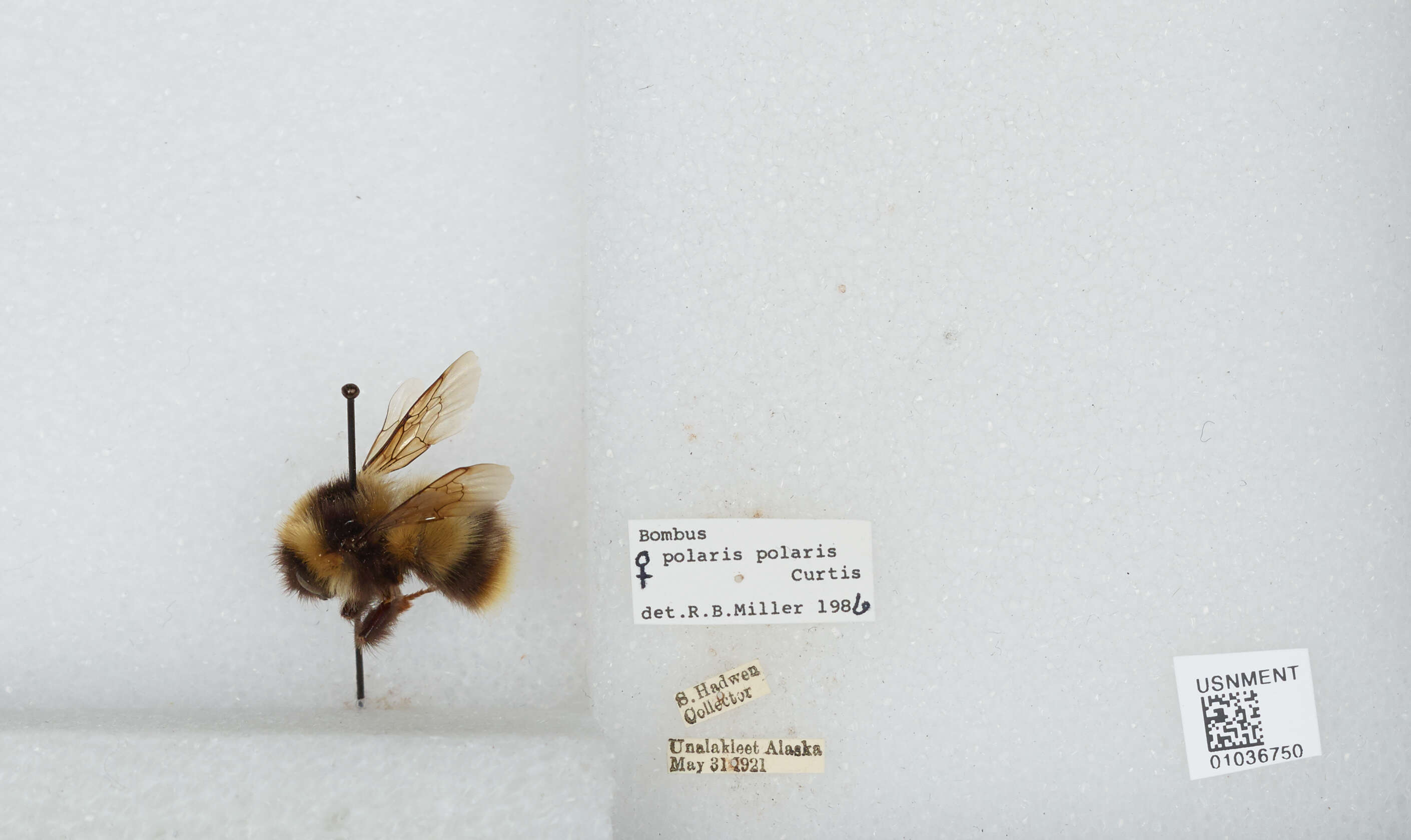 Image of Polar Bumble Bee