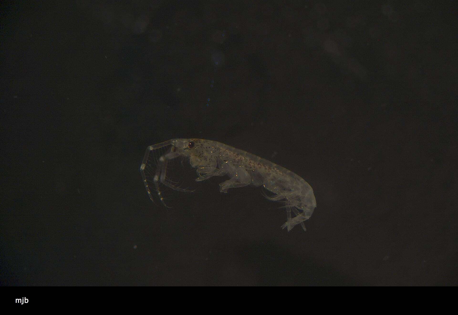 Image of Amphipoda